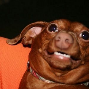 Meet your Posher, Sonny